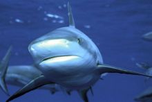 image: Sur la piste des requins : une exploration océanique